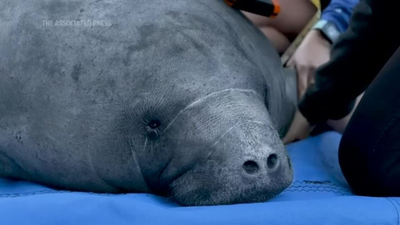 Record 12 rehabbed manatees released in Florida